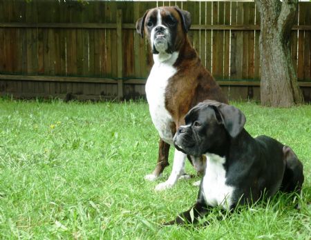 brindle boxer price